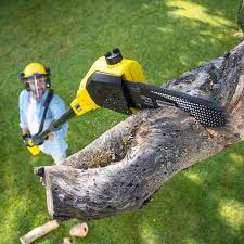 Best Tree Health Inspection  in Wildomar, CA